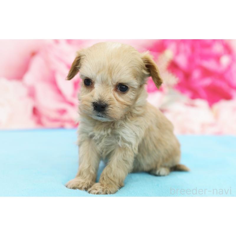 販売中の神奈川県のミックス犬-438236