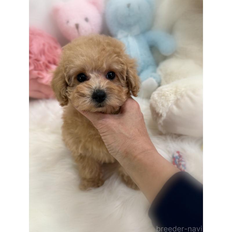 販売中の香川県のトイプードル-433619の4枚目