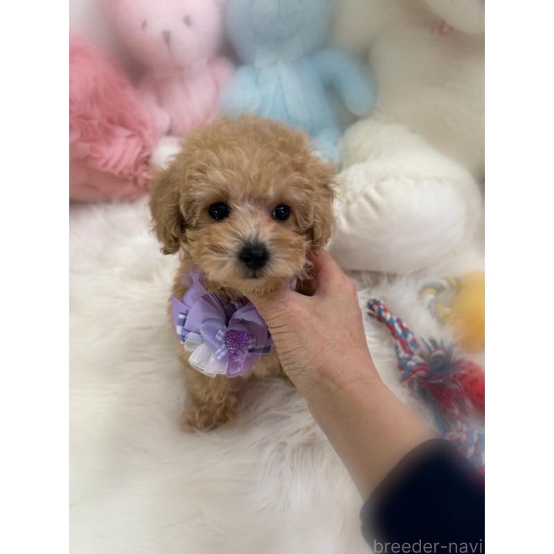 販売中の香川県のトイプードル-433619の3枚目