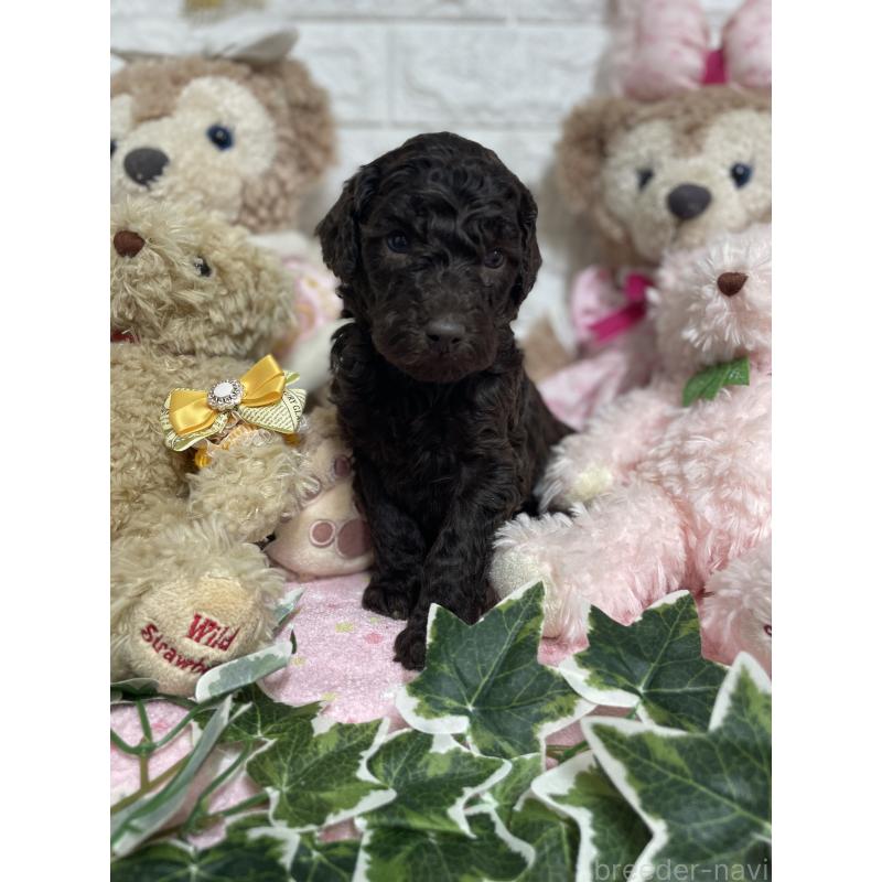 販売中の奈良県のスタンダードプードル-441839の3枚目