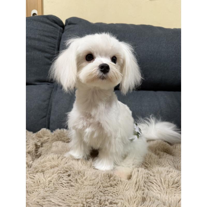 販売中の愛知県のマルチーズ-398158の4枚目