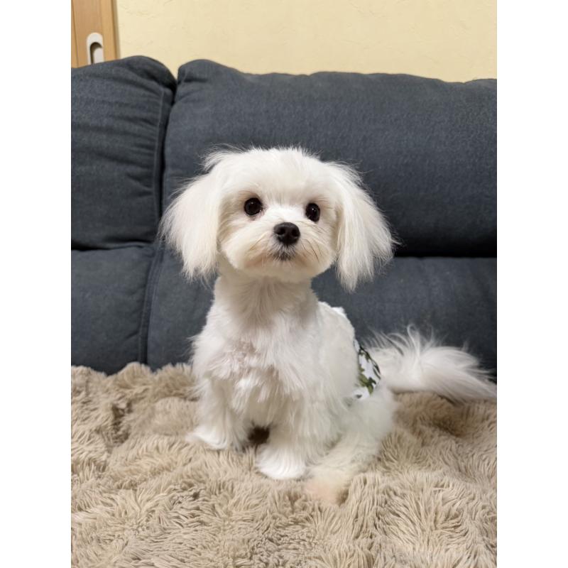 販売中の愛知県のマルチーズ-398158の3枚目