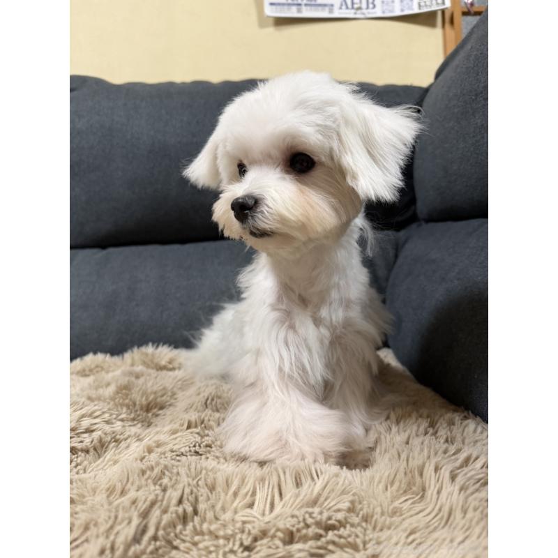 販売中の愛知県のマルチーズ-398156の3枚目