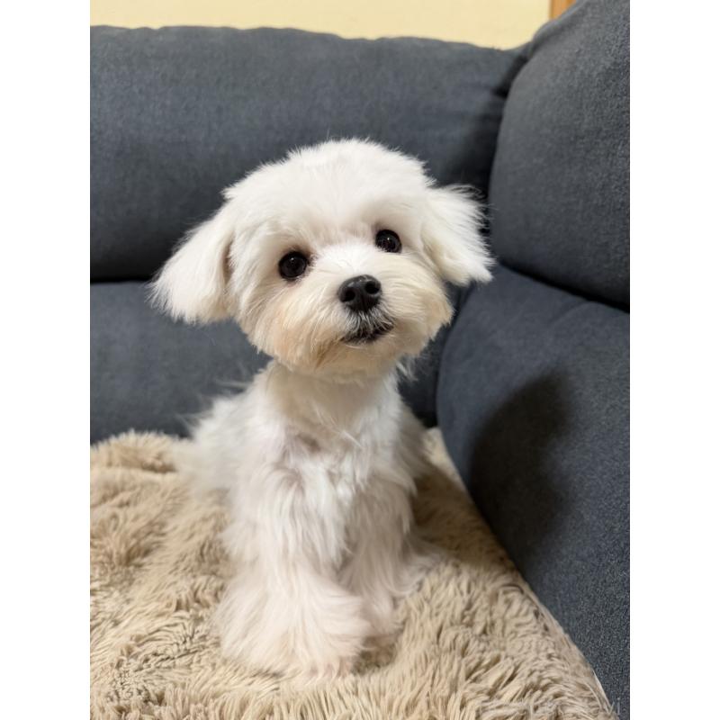 販売中の愛知県のマルチーズ-398156の2枚目