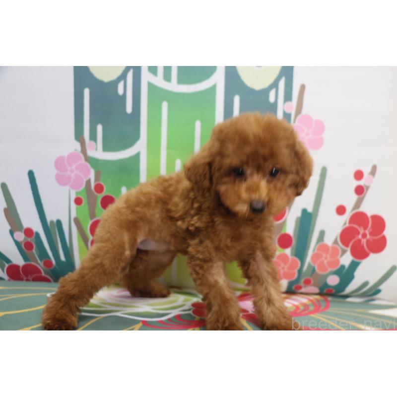 商談中の千葉県のトイプードル-428806の7枚目