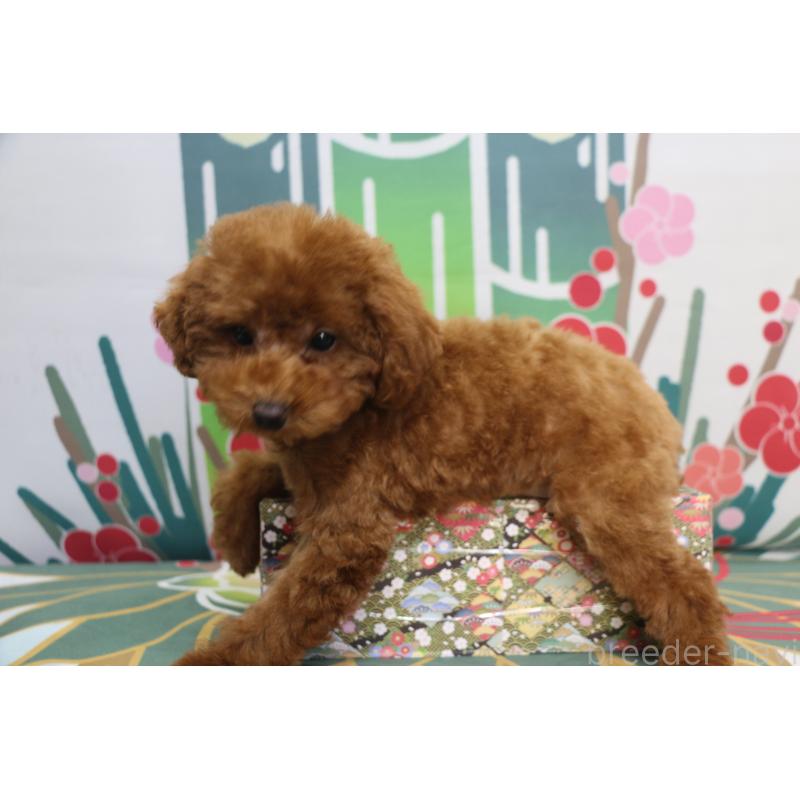 商談中の千葉県のトイプードル-428806の6枚目