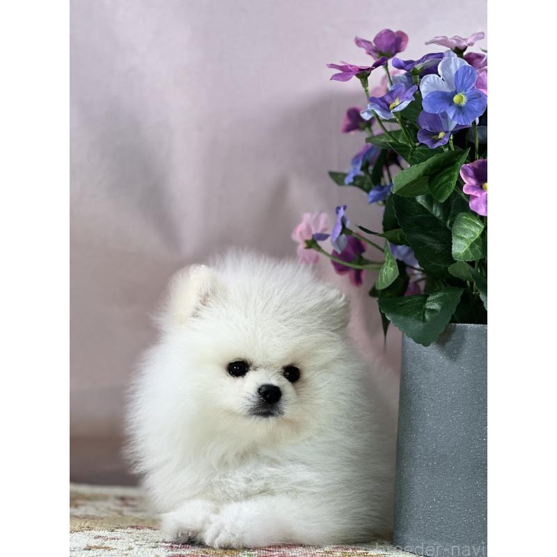 販売中の京都府のポメラニアン-441842の15枚目