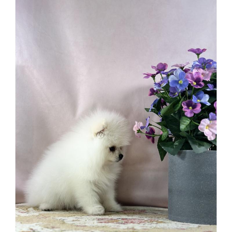 販売中の京都府のポメラニアン-441842の14枚目