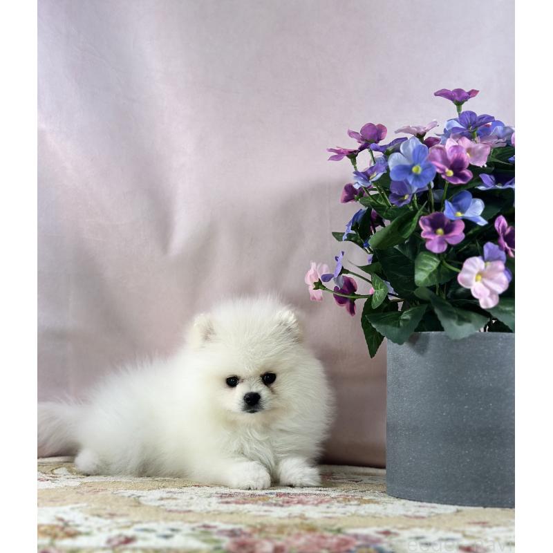 販売中の京都府のポメラニアン-441842の13枚目