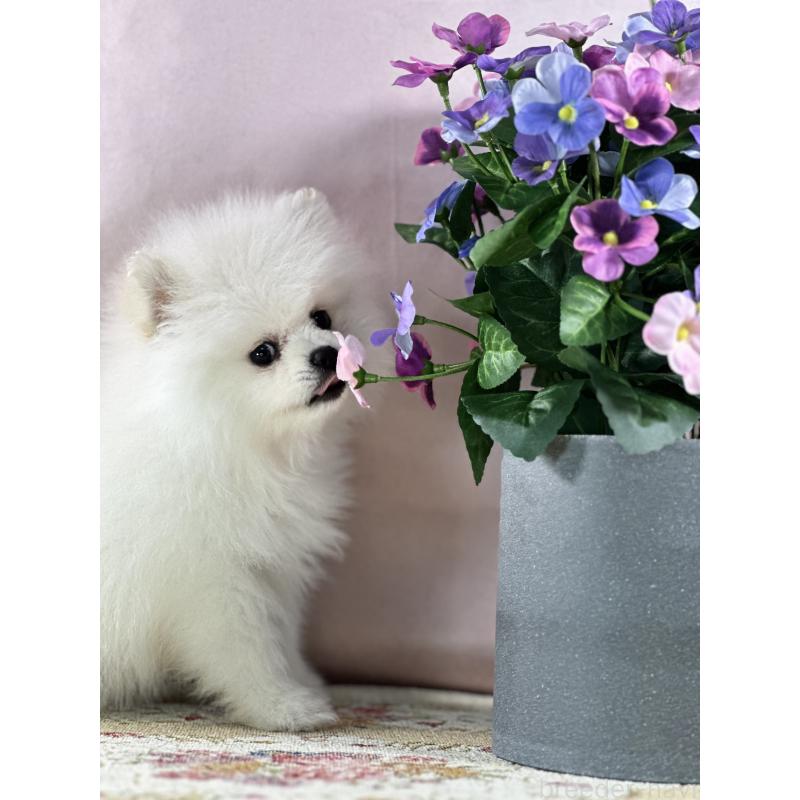 販売中の京都府のポメラニアン-441842の12枚目