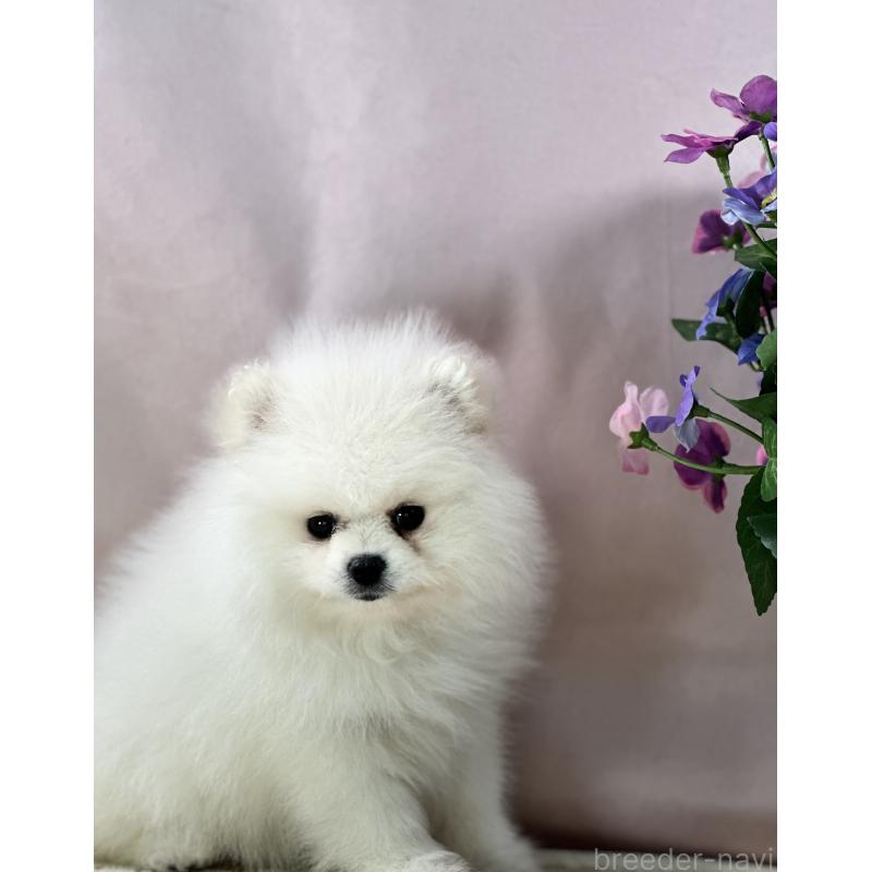 販売中の京都府のポメラニアン-441842の11枚目