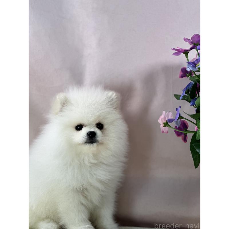 販売中の京都府のポメラニアン-441842の9枚目