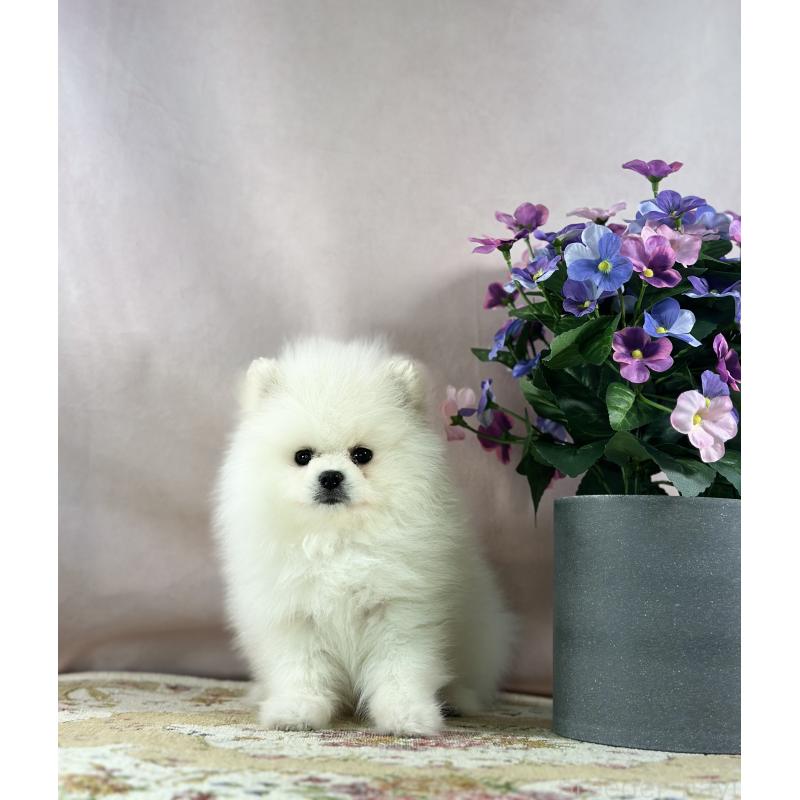 販売中の京都府のポメラニアン-441842の8枚目