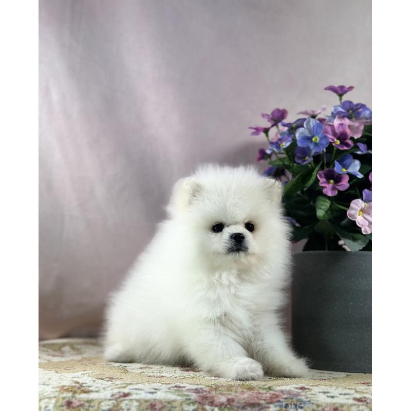 販売中の京都府のポメラニアン-441842の7枚目