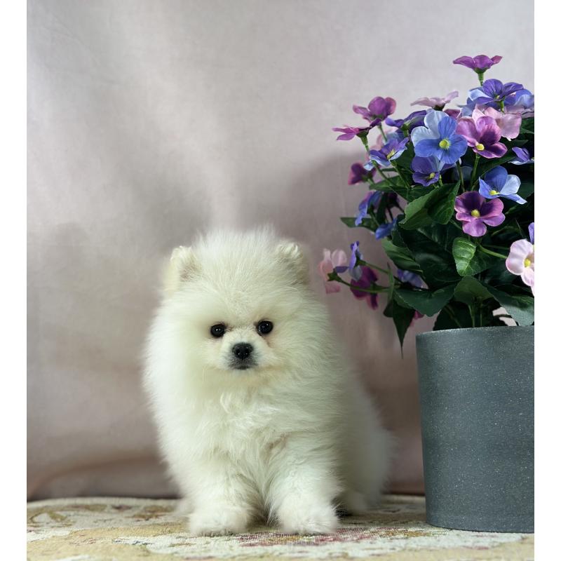 販売中の京都府のポメラニアン-441842の6枚目