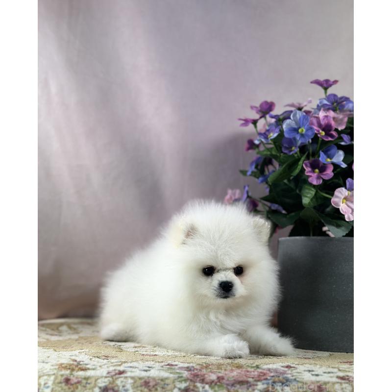 販売中の京都府のポメラニアン-441842の5枚目