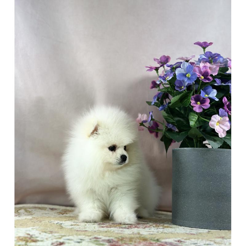 販売中の京都府のポメラニアン-441842の4枚目