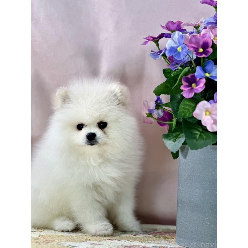 販売中の京都府のポメラニアン-441842の3枚目