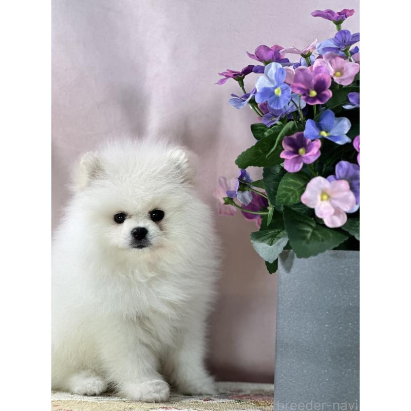 販売中の京都府のポメラニアン-441842の2枚目