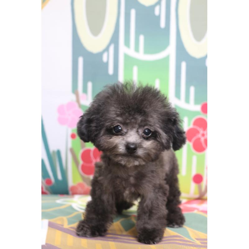 販売中の千葉県のティーカッププードル-427033の10枚目