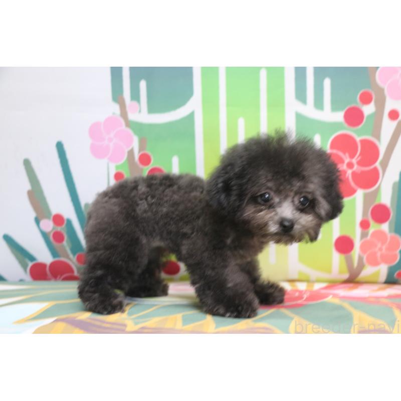 販売中の千葉県のティーカッププードル-427033の8枚目