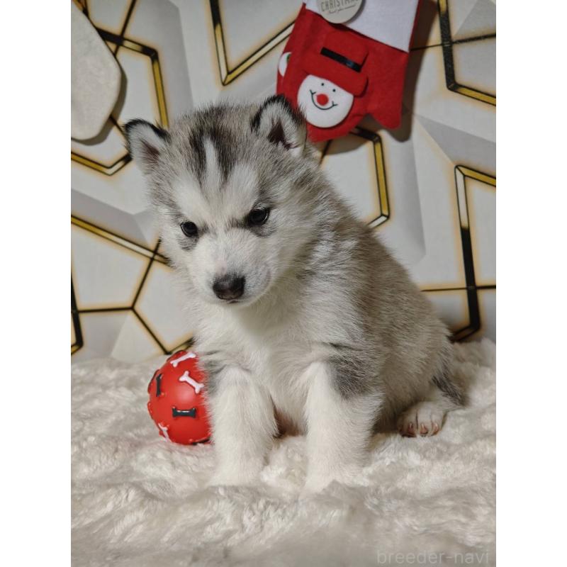 販売中の静岡県のシベリアンハスキー-441841の6枚目