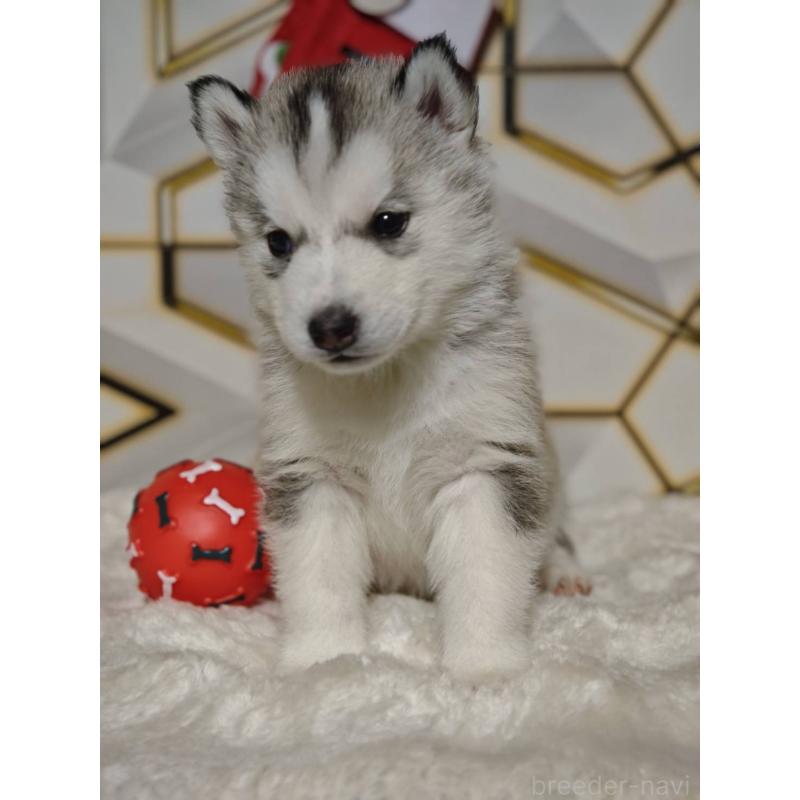 販売中の静岡県のシベリアンハスキー-441841の4枚目