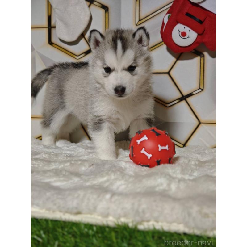 販売中の静岡県のシベリアンハスキー-441841の3枚目