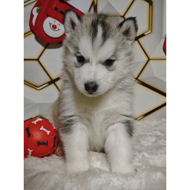 販売中の静岡県のシベリアンハスキー-441841の2枚目