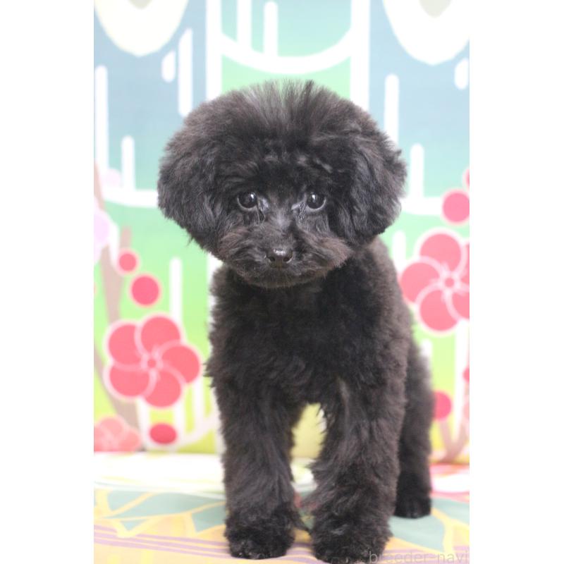 販売中の千葉県のティーカッププードル-424643の5枚目