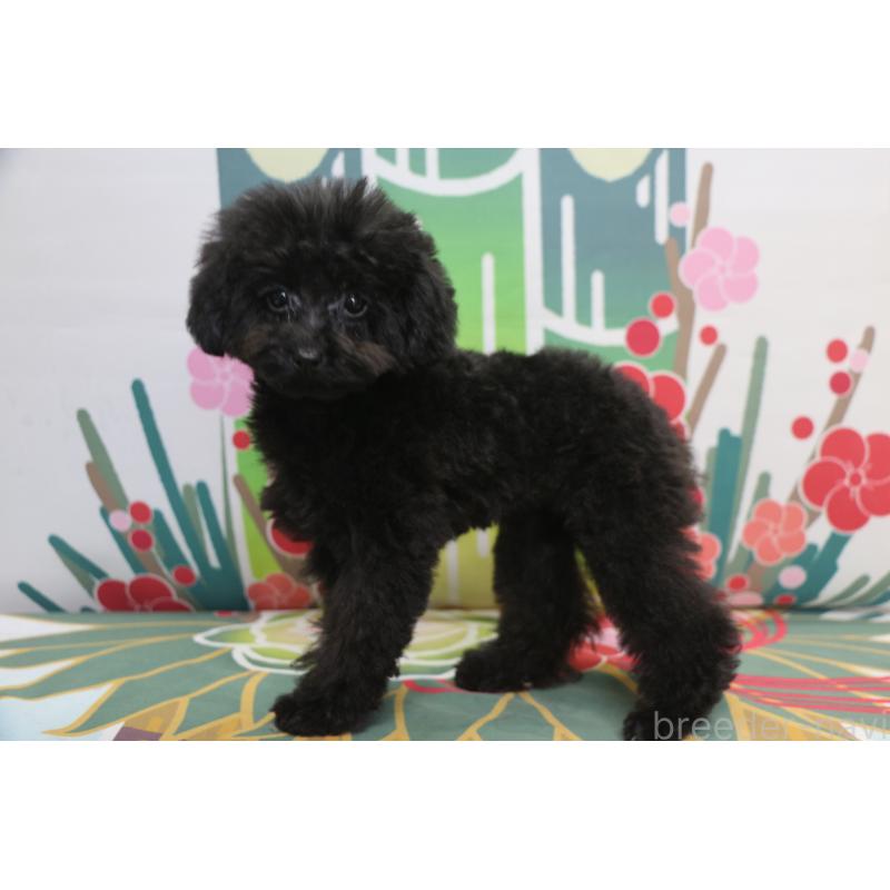 販売中の千葉県のティーカッププードル-424643の4枚目