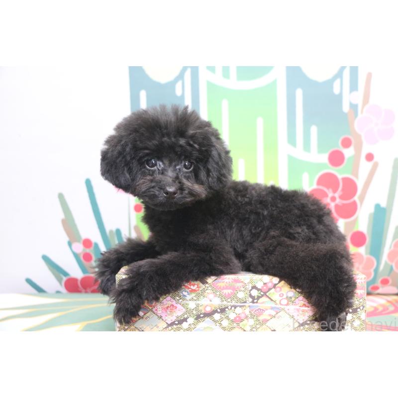 販売中の千葉県のティーカッププードル-424643の2枚目