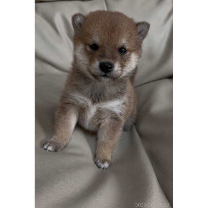 販売中の愛知県の豆柴-441845の6枚目