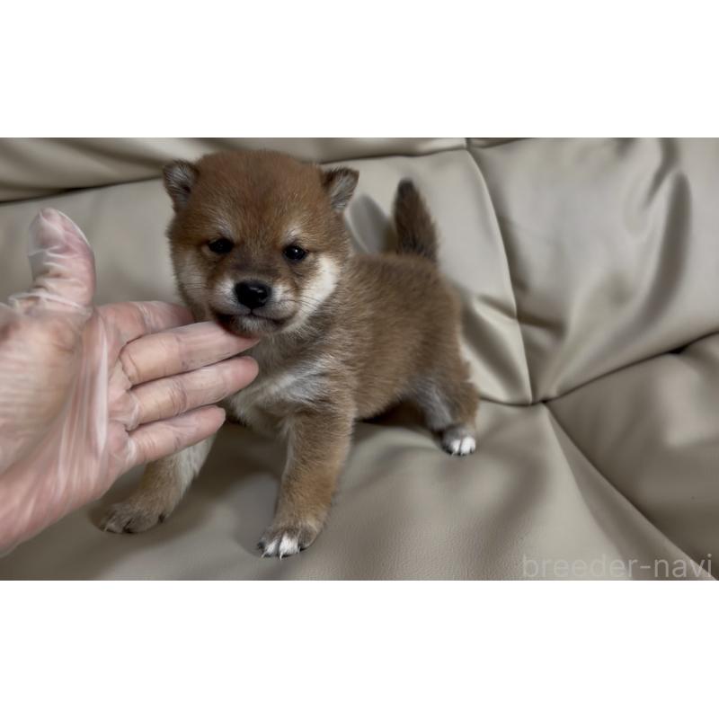 販売中の愛知県の豆柴-441845の5枚目