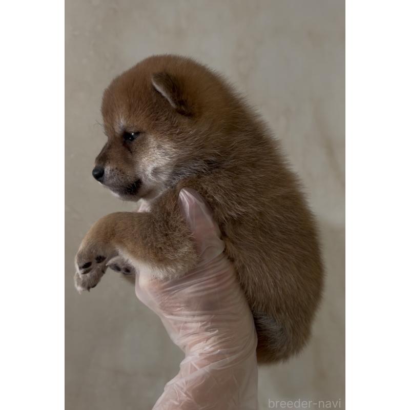 販売中の愛知県の豆柴-441845の4枚目