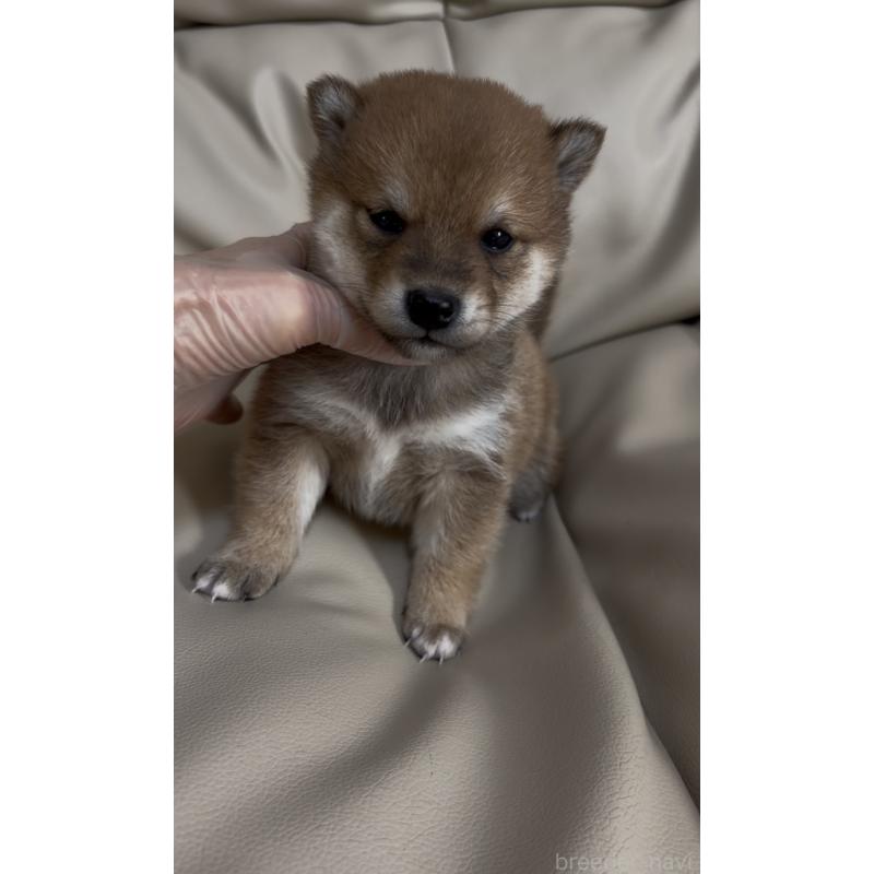 販売中の愛知県の豆柴-441845の2枚目