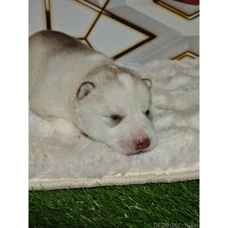 販売中の静岡県のシベリアンハスキー-441844の7枚目