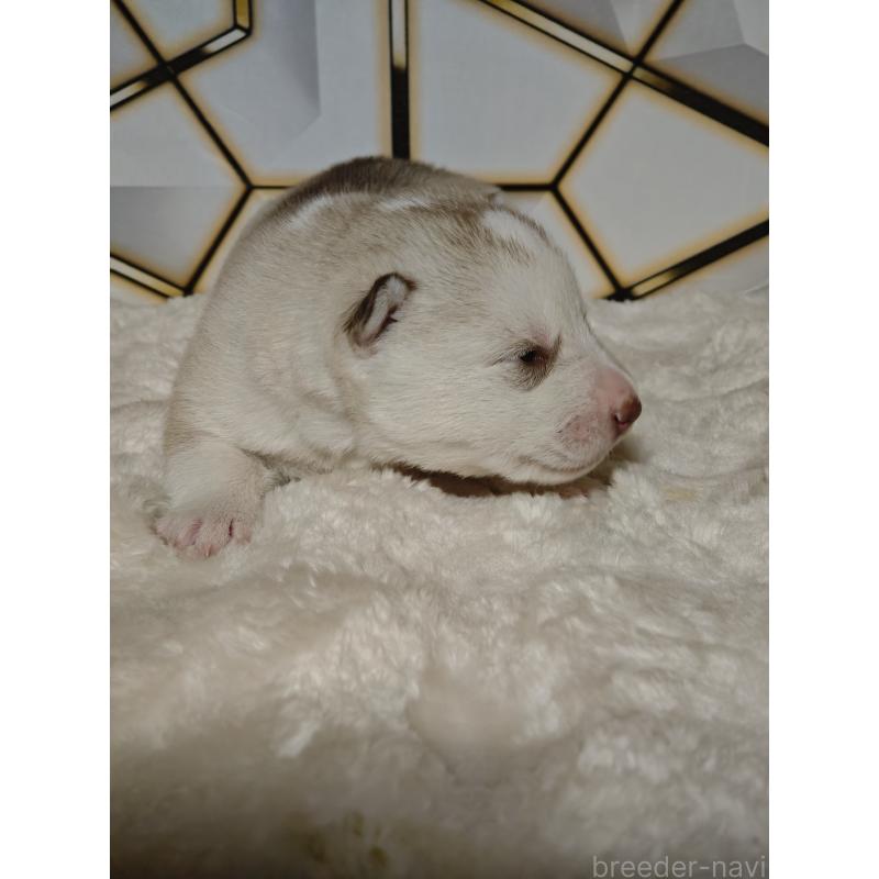 販売中の静岡県のシベリアンハスキー-441844の6枚目