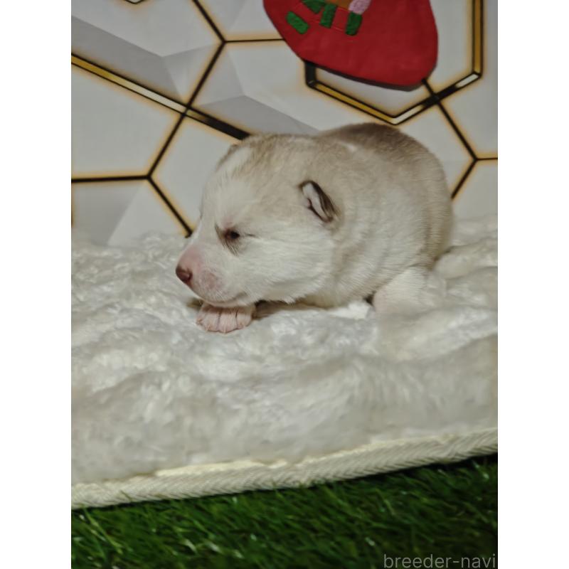 販売中の静岡県のシベリアンハスキー-441844の5枚目