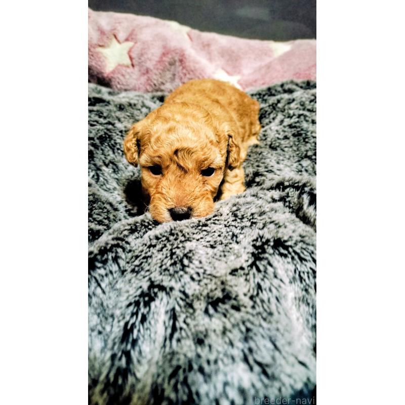 販売中の愛媛県のタイニープードル-441849の5枚目