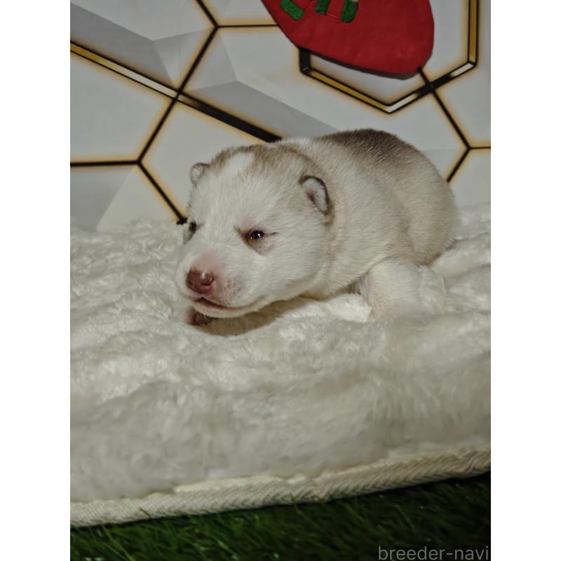 販売中の静岡県のシベリアンハスキー-441844の4枚目