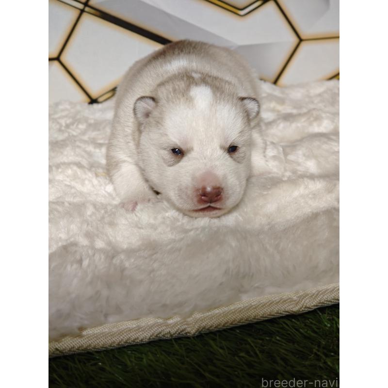 販売中の静岡県のシベリアンハスキー-441844の2枚目