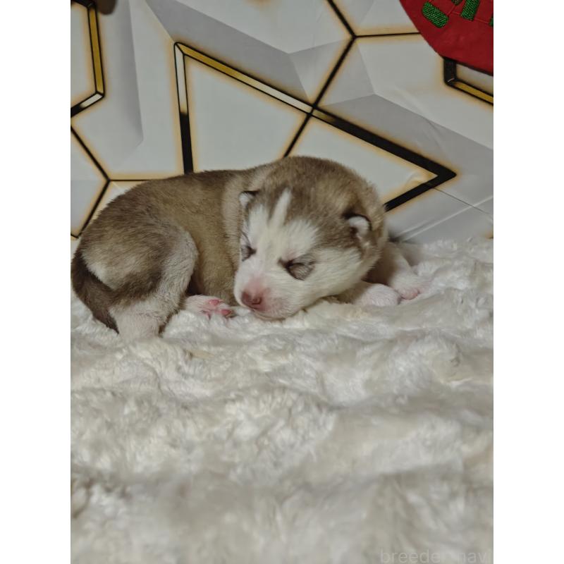 販売中の静岡県のシベリアンハスキー-441846の8枚目