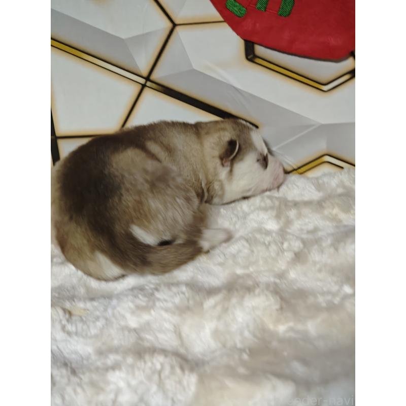 販売中の静岡県のシベリアンハスキー-441846の7枚目