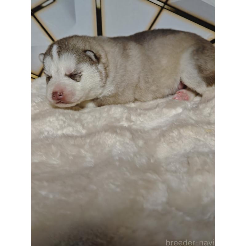 販売中の静岡県のシベリアンハスキー-441846の6枚目