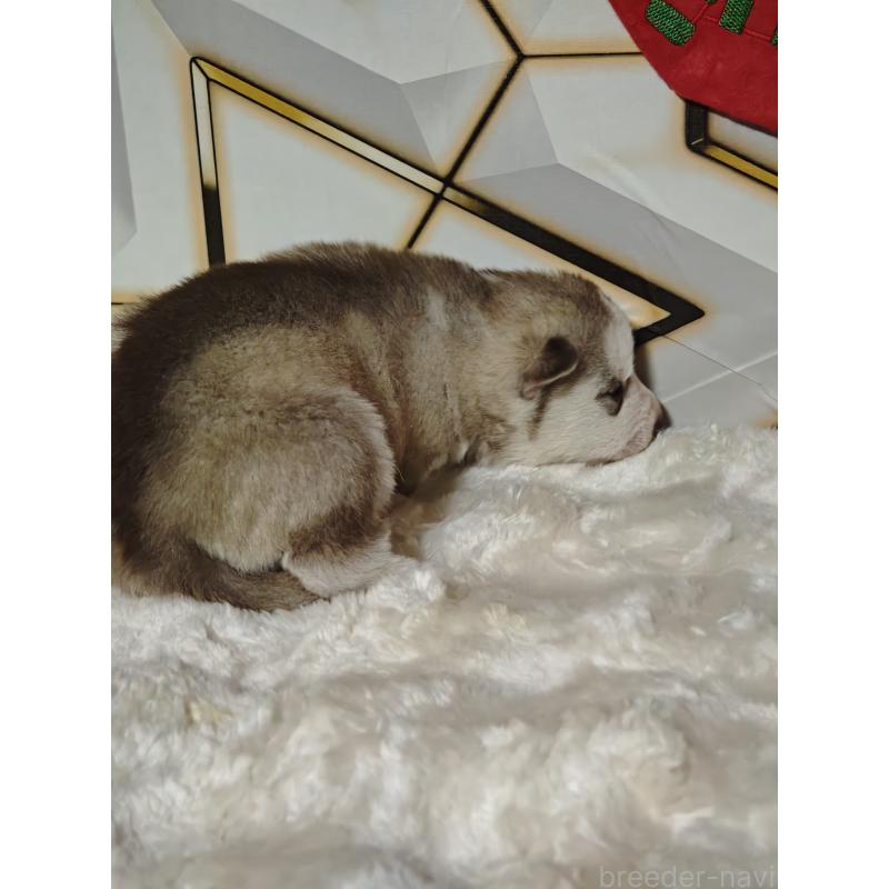 販売中の静岡県のシベリアンハスキー-441846の5枚目