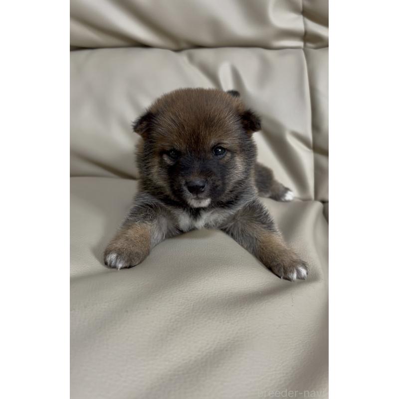 販売中の愛知県の豆柴-441847の7枚目