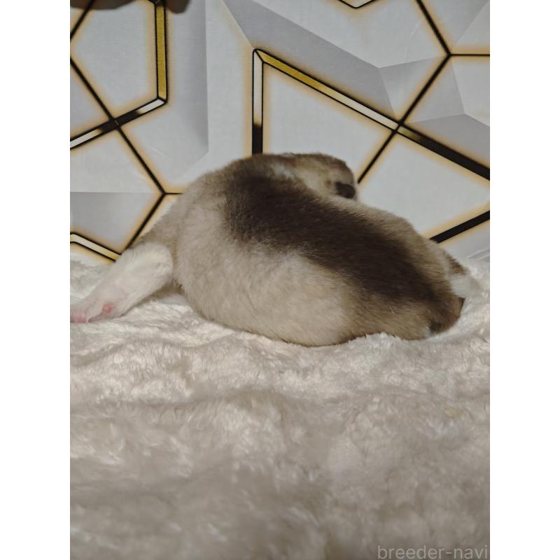 販売中の静岡県のシベリアンハスキー-441846の4枚目