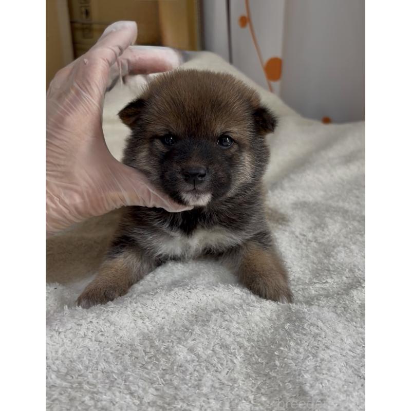 販売中の愛知県の豆柴-441847の6枚目