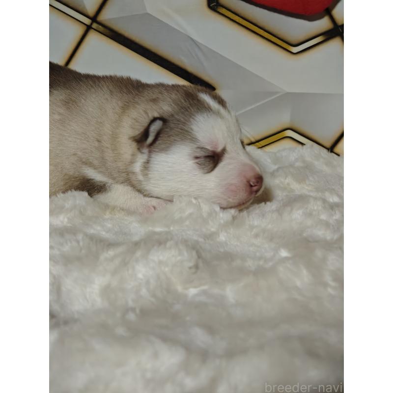 販売中の静岡県のシベリアンハスキー-441846の3枚目